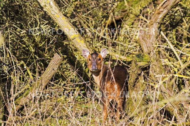 Muntjac Deer 06