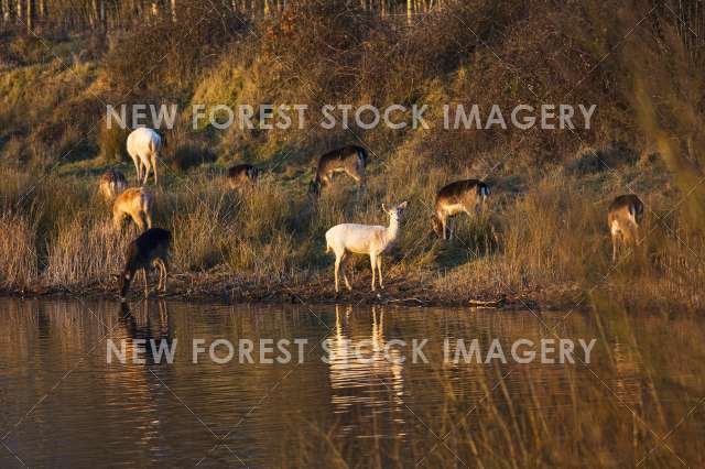 Fallow Deer 17