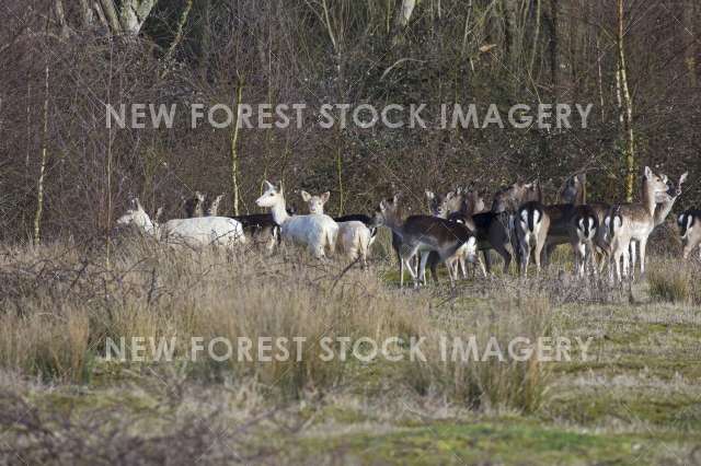 Fallow Deer 18