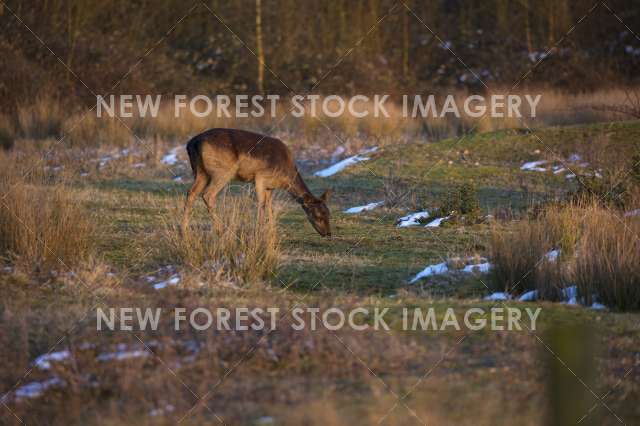 Fallow Deer 19