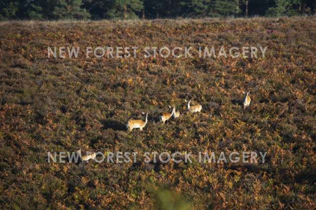 Fallow Deer 20