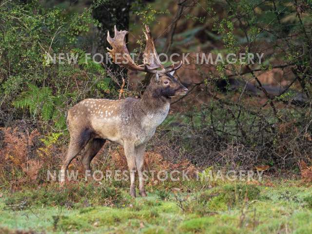 Fallow Deer 21