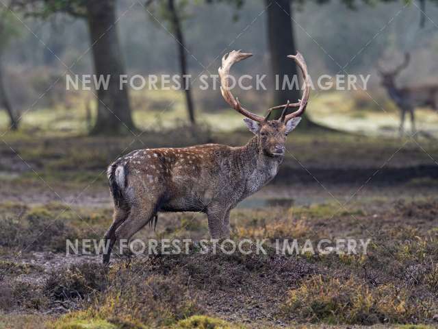 Fallow Deer 22