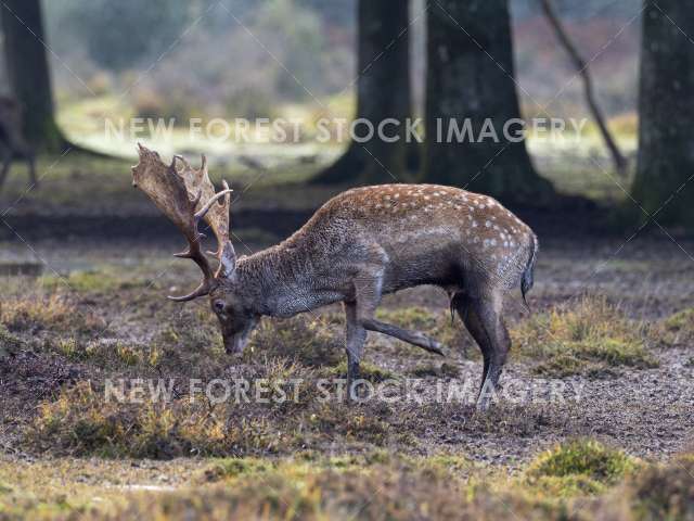 Fallow Deer 23