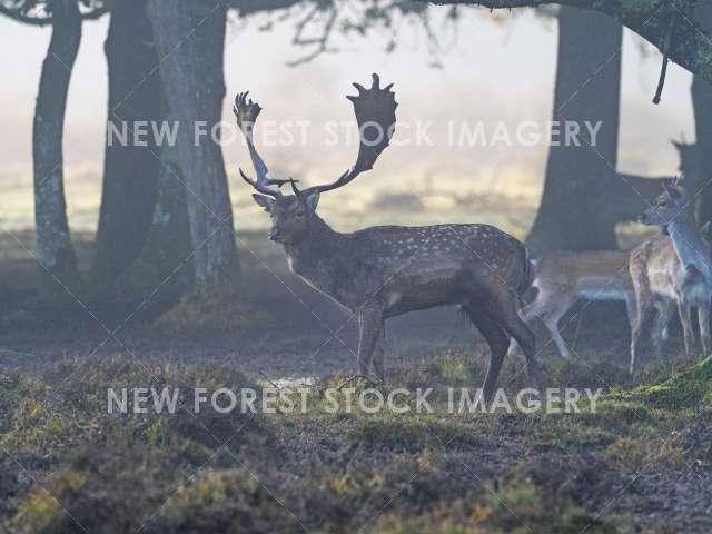 Fallow Deer 26