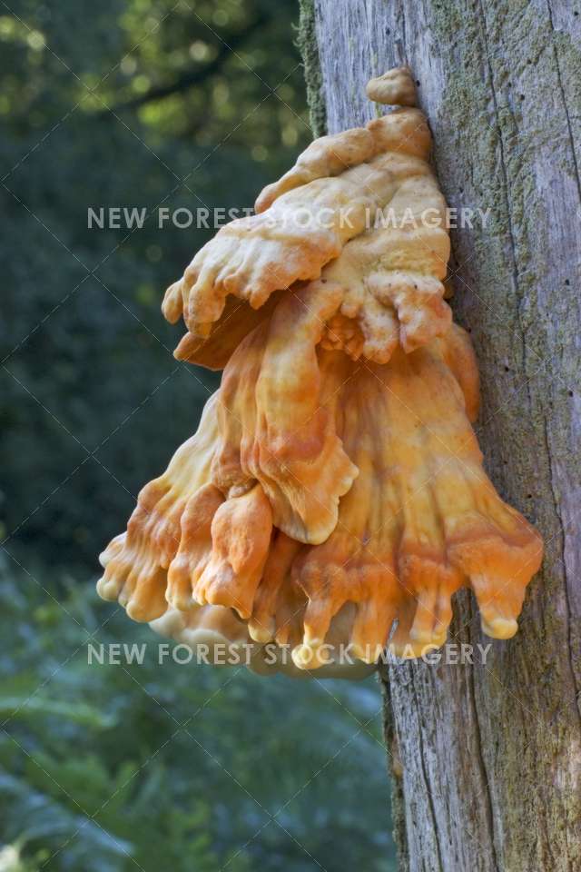 Sulphur Polypore 03