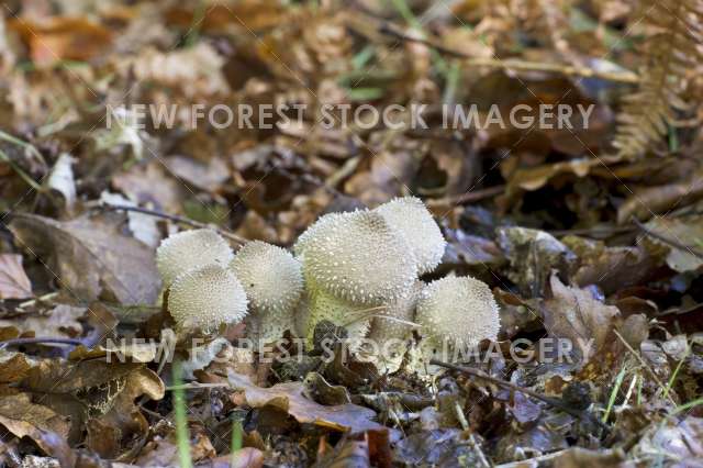 Common Puffball 01