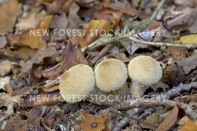 Common Puffball 02