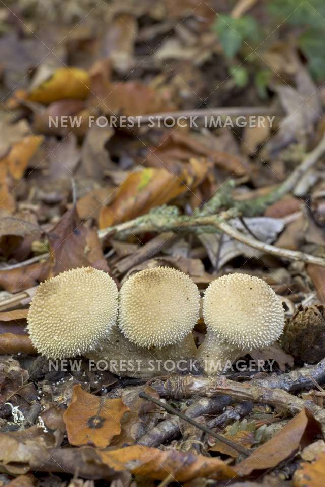 Common Puffball 03