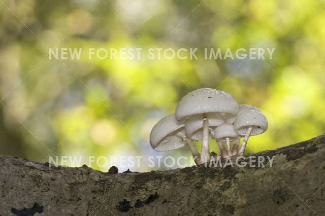 Porcelain Fungus 01