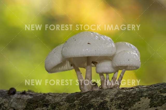 Porcelain Fungus 02