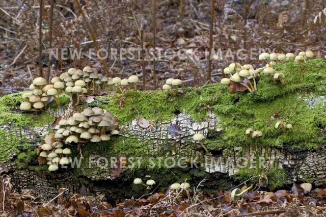 Sulphur Tuft 01