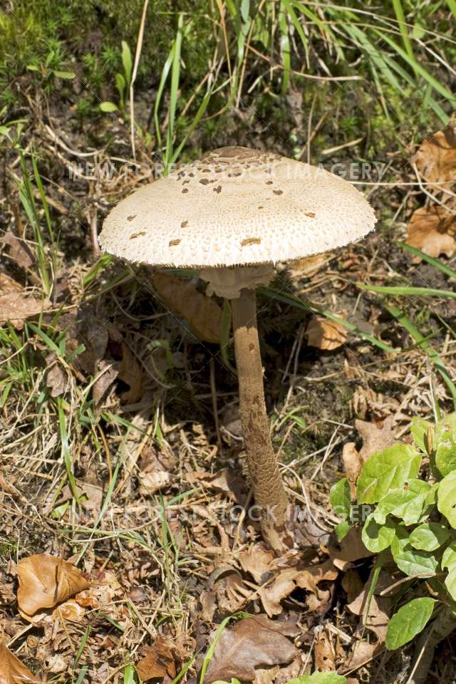 Parasol Mushroom 01