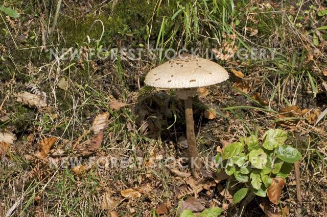 Parasol Mushroom 02