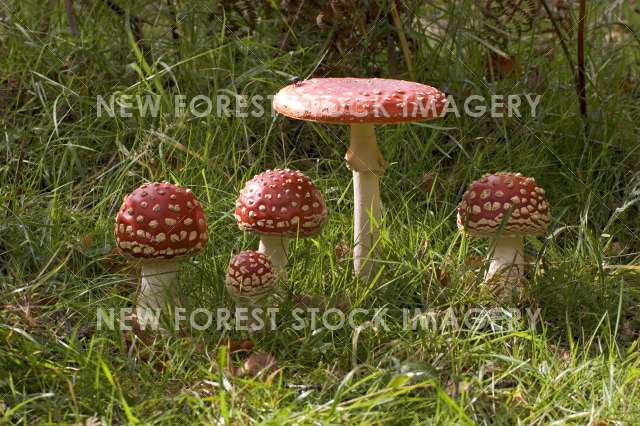 Fly Agaric 01