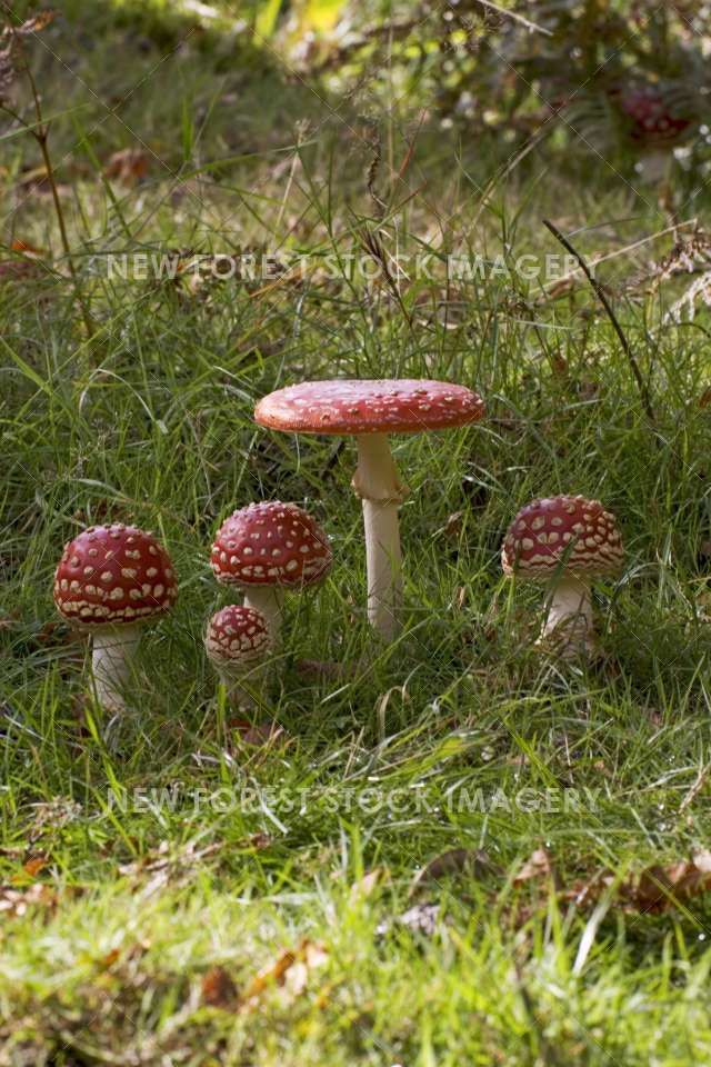 Fly Agaric 02