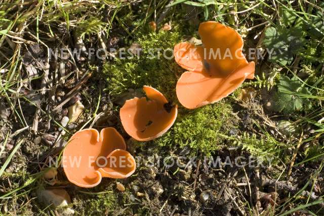 Orange Peel Fungus 01