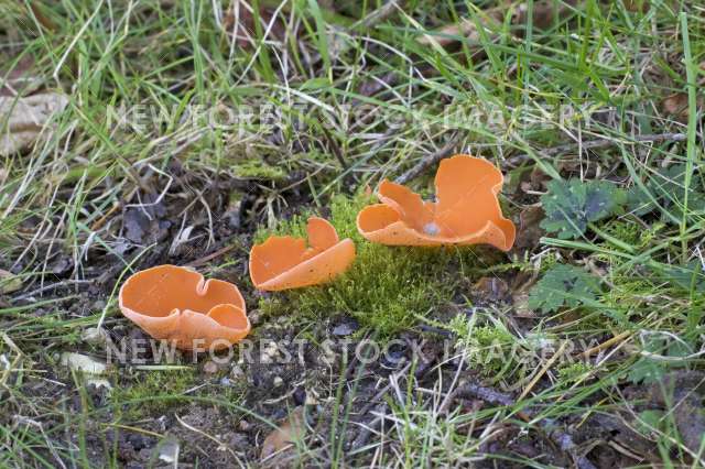 Orange Peel Fungus 02