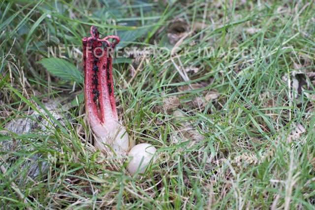 Octopus Stinkhorn 01