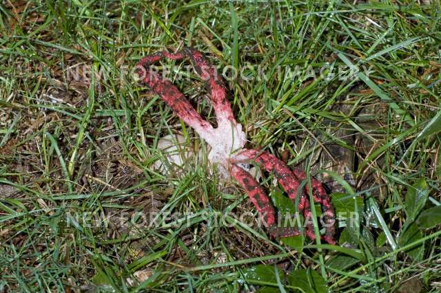 Octopus Stinkhorn 02