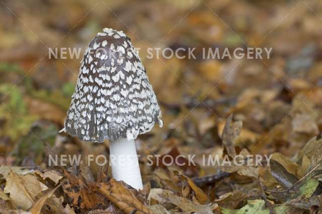 Magpie Inkcap 01