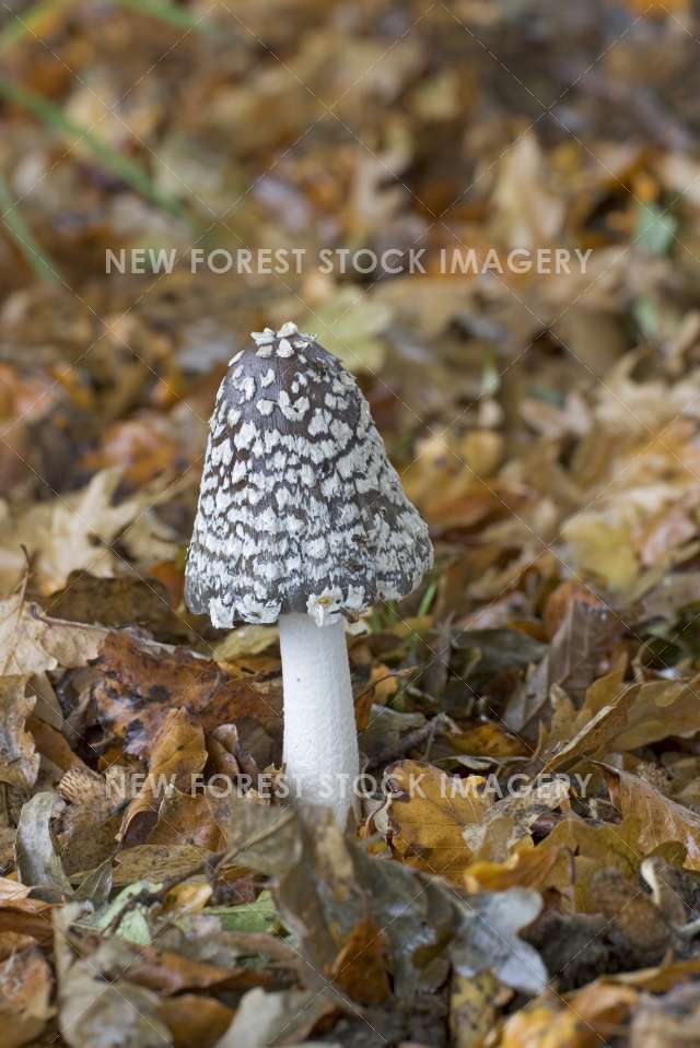 Magpie Inkcap 02