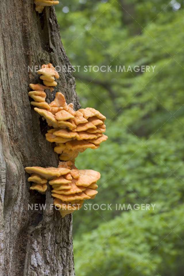 Sulphur Polypore 05