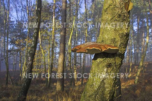 Birch Polypore 02