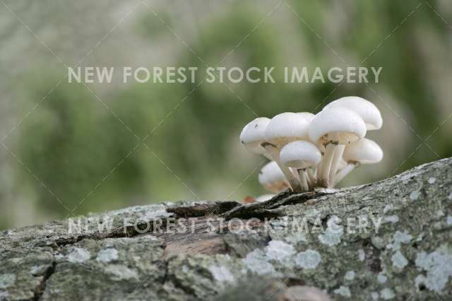 Porcelain Fungus 03