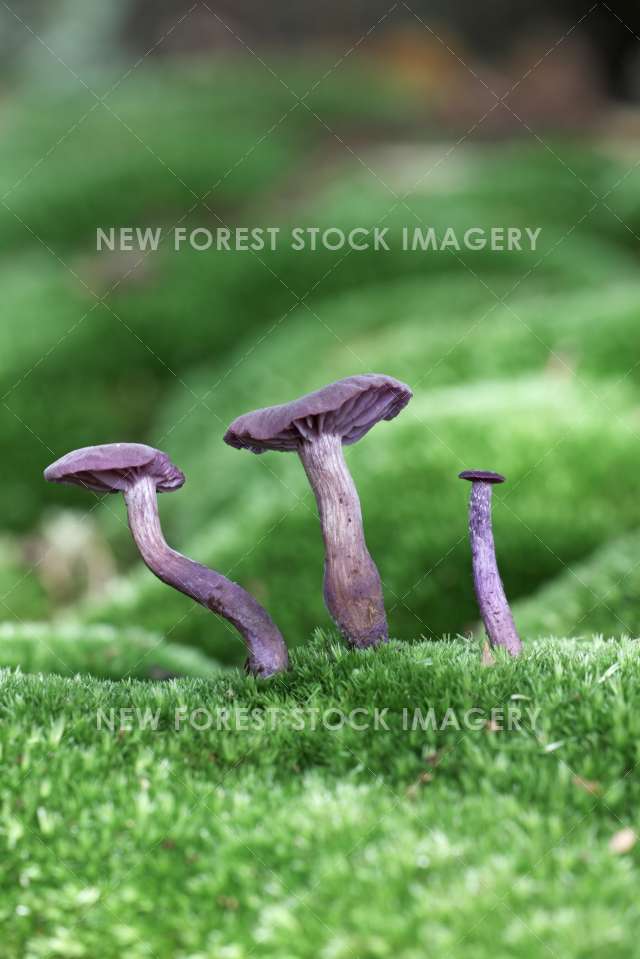 Amethyst Deceiver 01