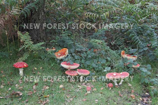 Fly Agaric 08