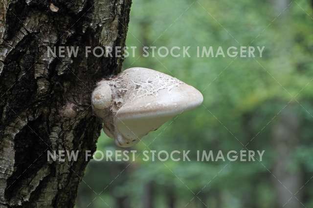 Birch Polypore 03