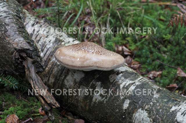 Birch Polypore 05