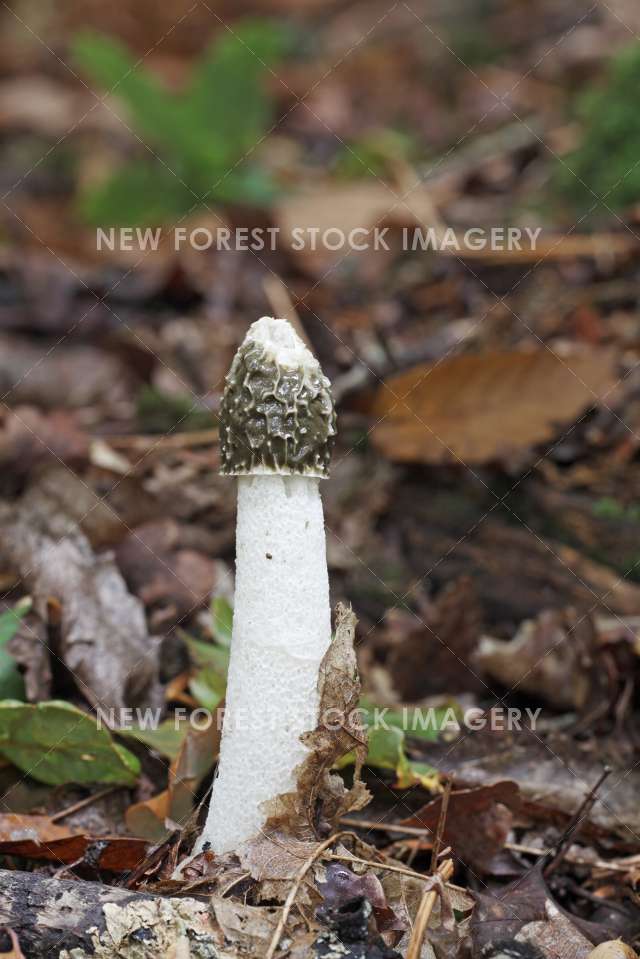 Stinkhorn 01