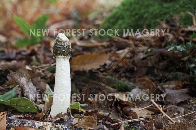 Stinkhorn 02