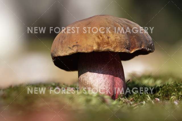 Scarletina Bolete 01