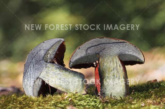 Scarletina Bolete 02