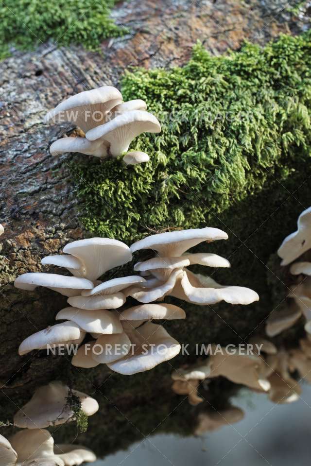 Oyster Mushroom 01