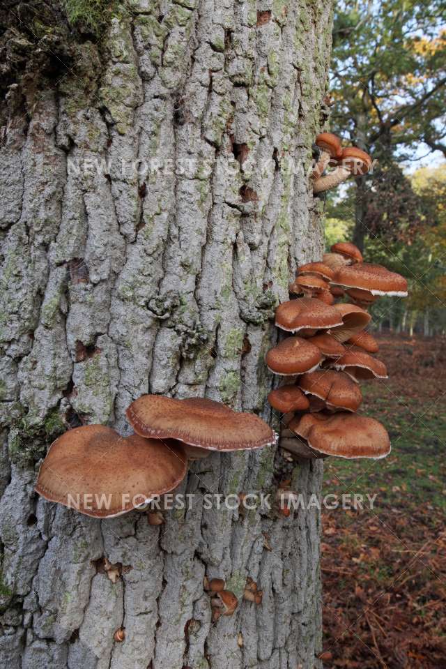 Honey Fungus 03