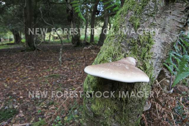 Birch Polypore 07