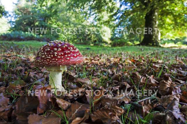 Fly Agaric 03