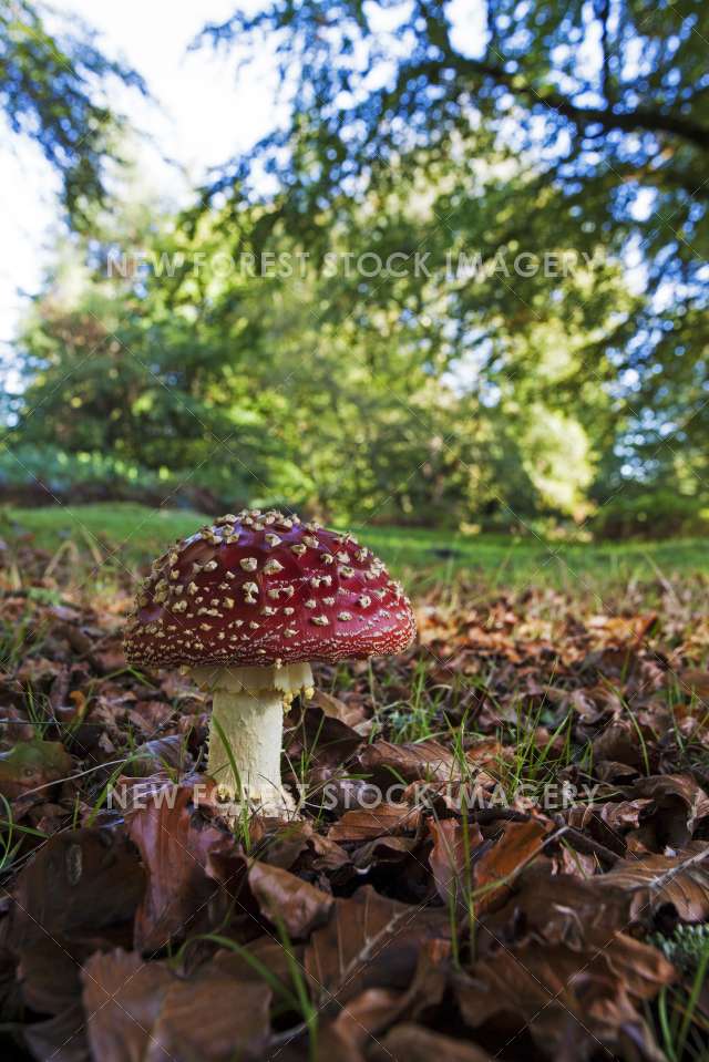 Fly Agaric 04