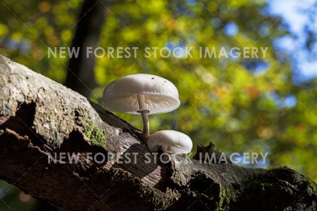 Porcelain Fungus 06