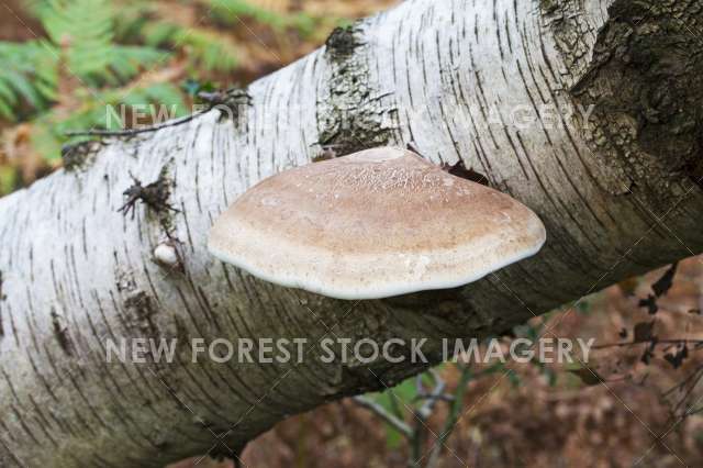 Birch Polypore 08