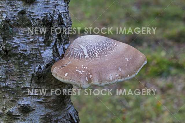 Birch Polypore 09