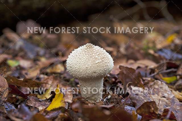 Common Puffball 04