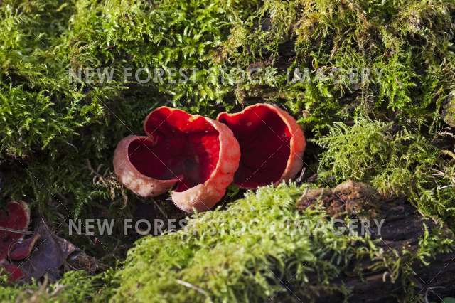 Scarlet Elf Cup 01