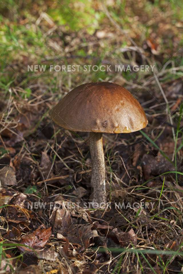 Brown Birch Bolete 01