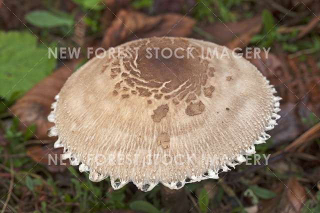 Parsol Mushroom 05