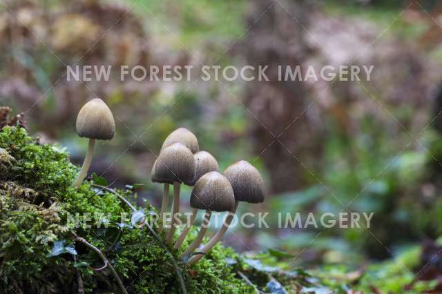 Glistening Inkcap 01